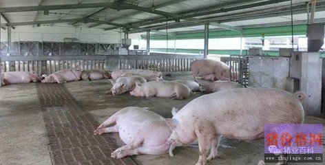 养猪场中分胎次饲养究竟是怎么回事?