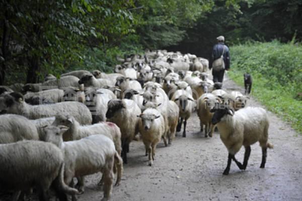 罗马尼亚的绵羊饲养和游牧