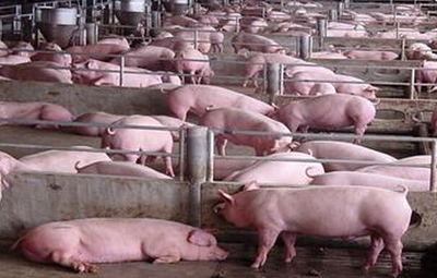 发酵床养猪技术降低成本肉质好