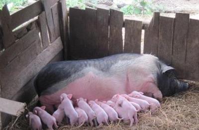 种猪饲养篇:猪场生产性能高效化的举措