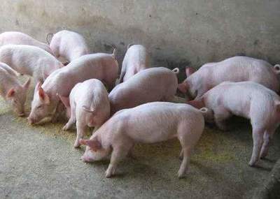 有些猪场在猪价下跌的时候也能挣到钱,是怎么做到的?