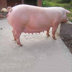 云浮市增泰种猪饲养有限责任公司