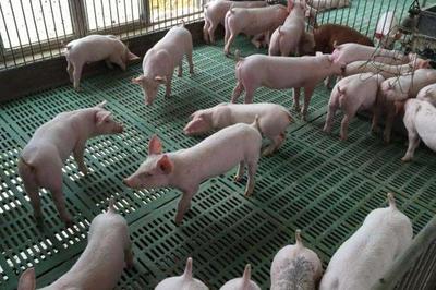猪场生物安全防控措施,猪场如何除臭