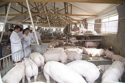 玉林市容县奇昌种猪养殖